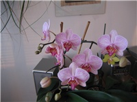 70d0fac3-Picture 044.jpg